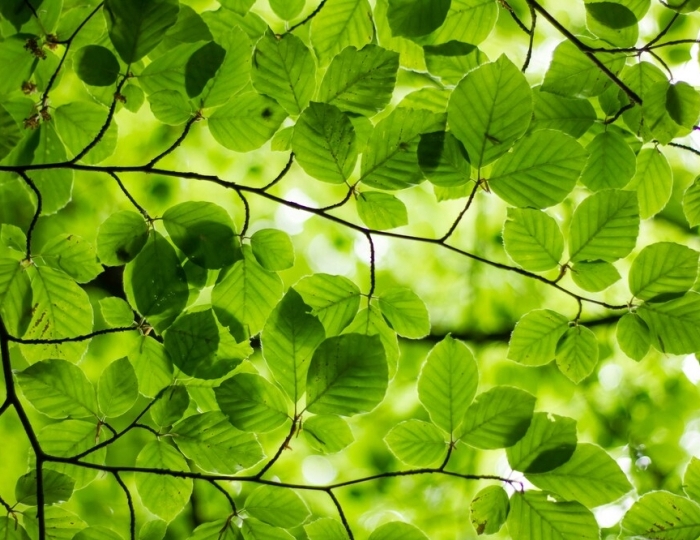 Программа «Лёгкое дыхание» - Санаторий «Озеро Белое»